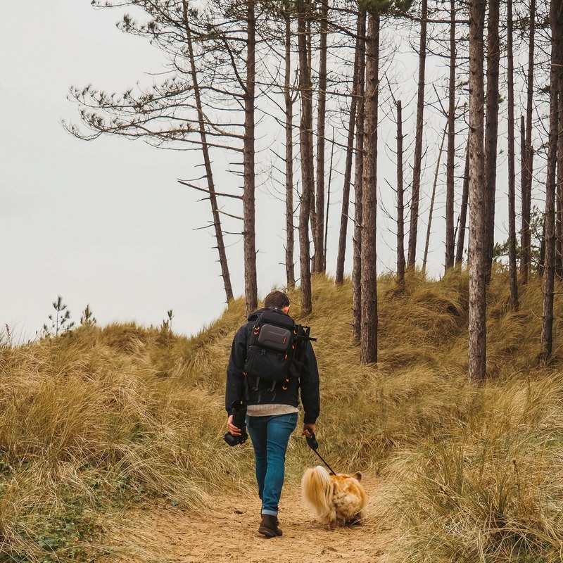 Person with a backpack walking a fluffy golden dog up a sandy path through dune grass and pines