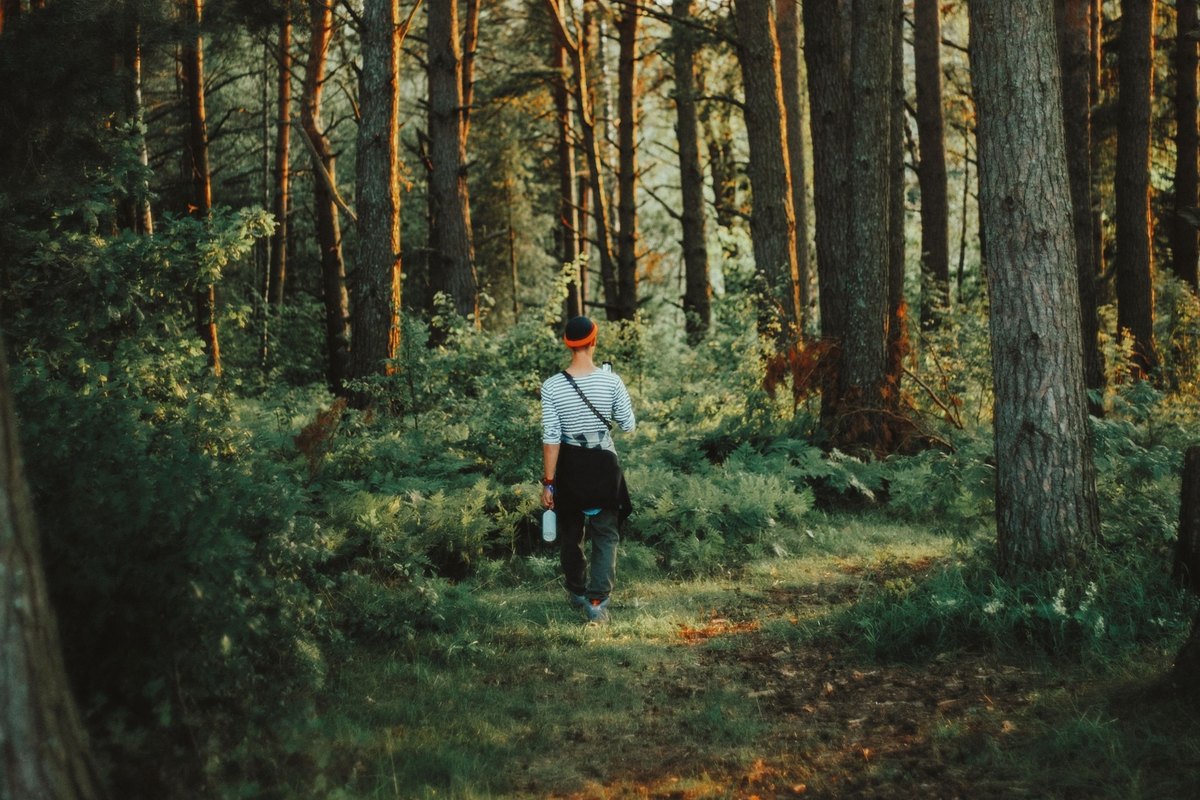 Person taking a walk along a sunlit forest path